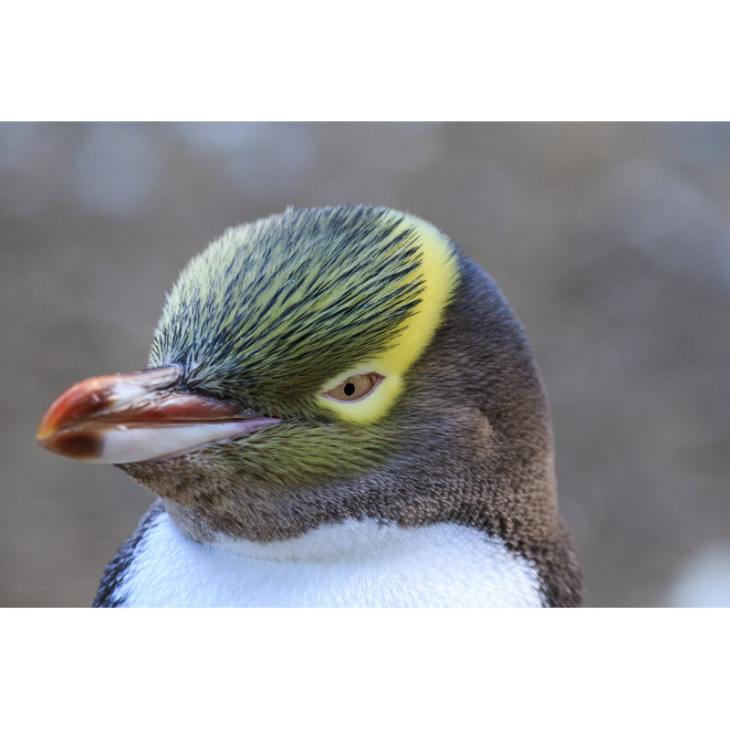 Yellow Eyed Penguin by Todd Backman Photography - Wrapped Canvas Print, 20cm H x 30cm W