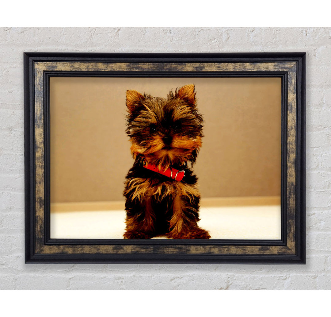 Yorkshire Terrier Welpe - Einzelner Bilderrahmen Kunstdrucke