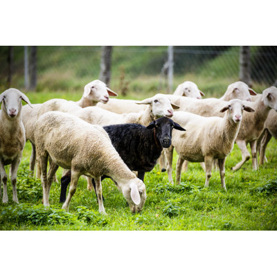 Black Sheep Standing Out of The Crowd by Mbbirdy