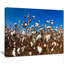 Blooming Alabama Cotton Field - reproduction de photo sur toile-19241002