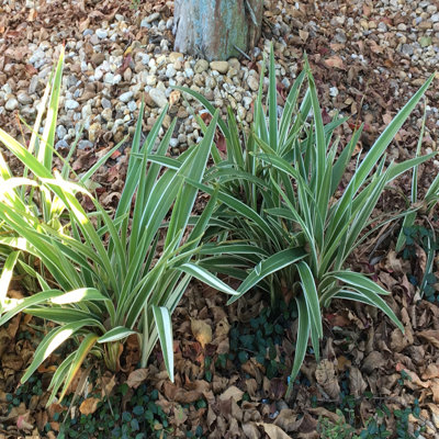 1 Gal. Dianella Flax Lily Plant