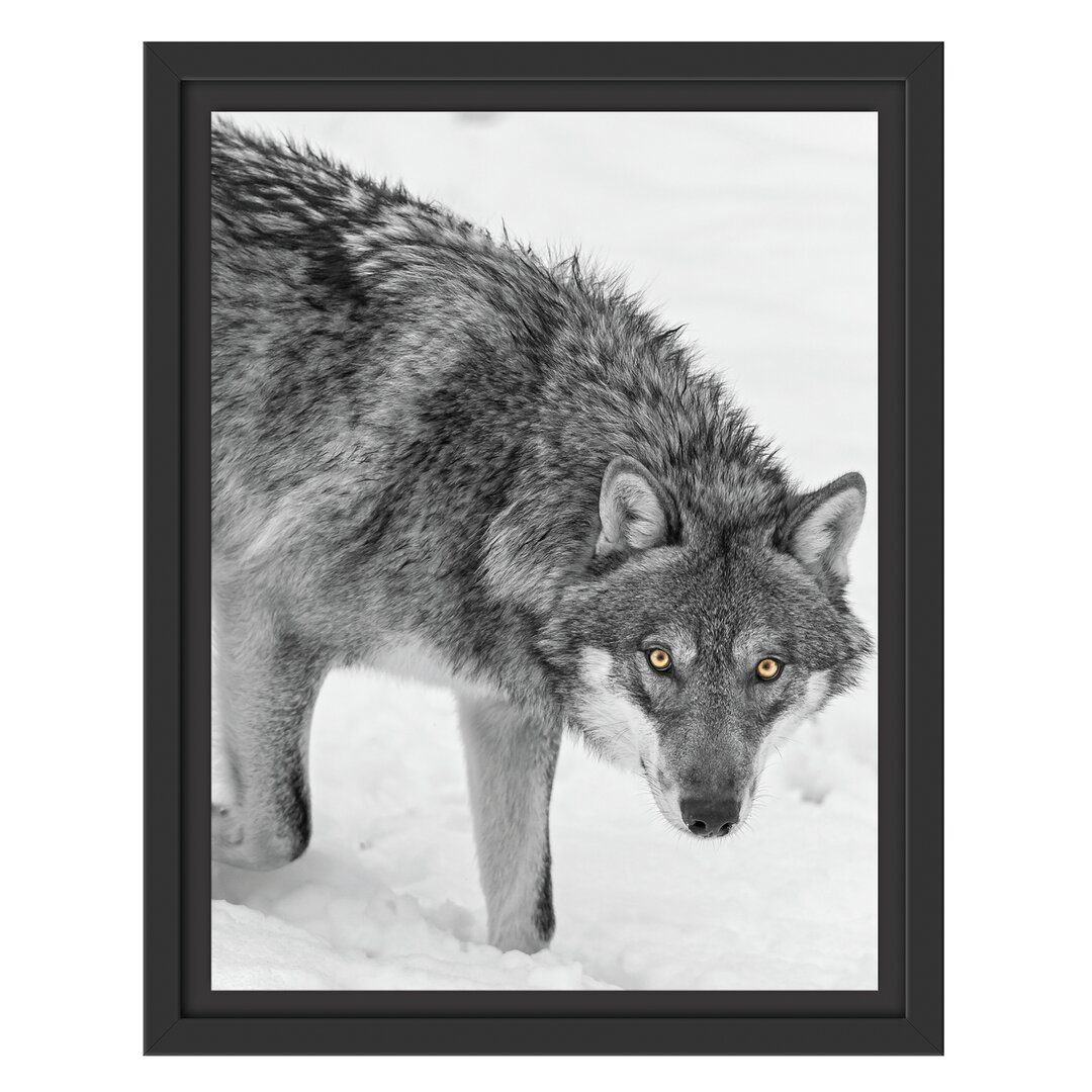 Gerahmtes Wandbild einsamer WolfSchnee