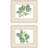 Fiddle Fig Leaf Framed Art