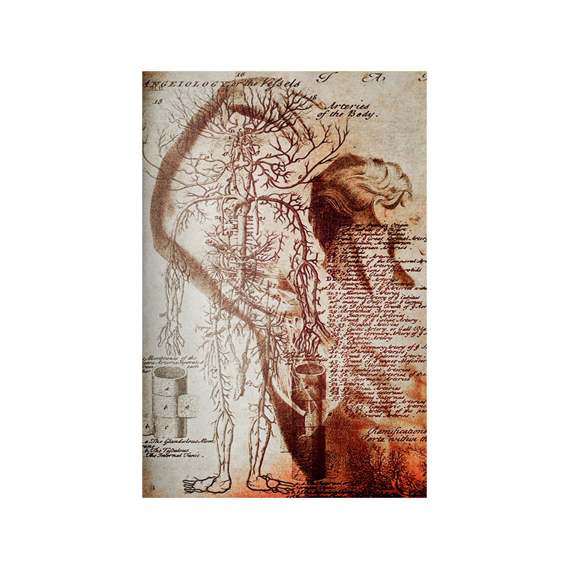 Victorian Anatomy - Wrapped Canvas Print, 66.04 cm H x 45.72 cm W x 1.91 cm D