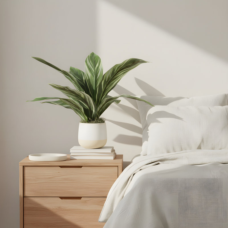 Cordyline panaché