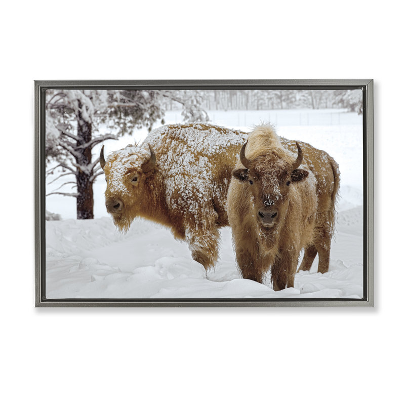 Cadre flottant Winter Winter Bison, design par Mike Jones, H 21 po x l 31 po, Cadre flottant gris lustré