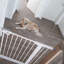 EasySafe+ Safety Gate-121684985