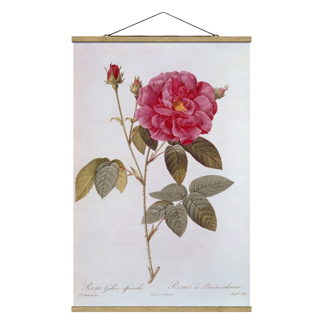 Wandbild Apotheker Rose von Pierre Joseph Redoute