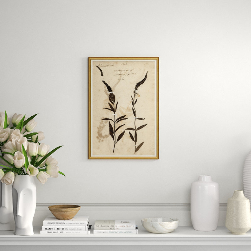 Herbarium 7 Giclee Print by Soicher Marin Archives