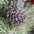 24 inch Artificial Lighted Christmas Wreath