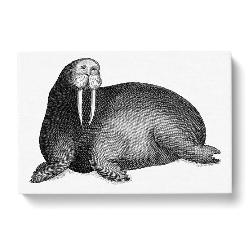 Walrus In Black & White by George Shaw - Wrapped Canvas Print, 50cm H x 76cm W x 3cm D