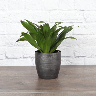 Thorsen's Greenhouse Live Dracaena Plant in Plastic Pot