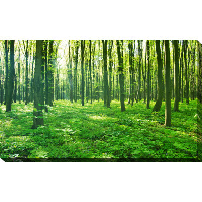 « green forest », reproduction de photo sur toile tendue