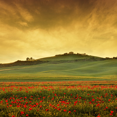 Poppy field in Tuscany at dusk