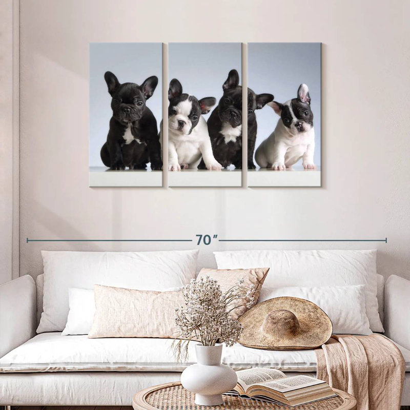 Chiots bouledogue français Brampt, H 28 po x l 45 po
