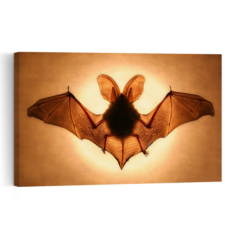 Ailes de chauve-souris - Affiche murale contemporaine représentant des chauves-souris, la nature et la faune