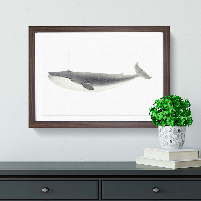 Blue Whale by C.M. Scammon - Framed Print, 40cm H x 60cm W x 2cm D, Walnut
