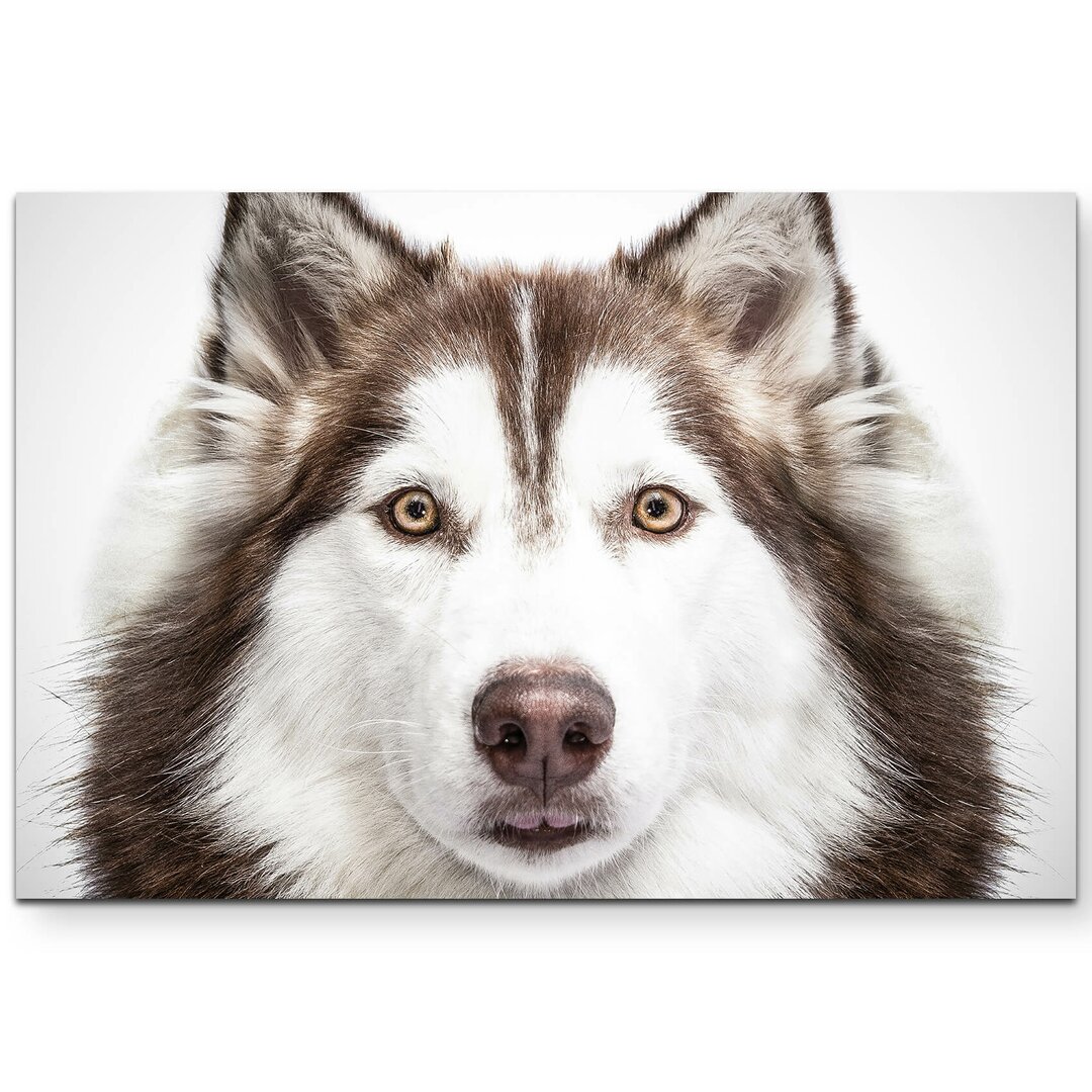 Leinwandbild Portrait eines sibirischen Husky