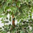 Variegated Ficus Artificial Tree