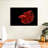 Grandiose Red Betta Fish-107670130