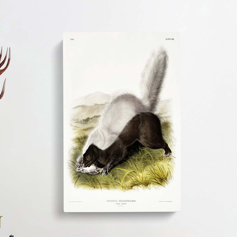 Texan Skunk by J.W. Audubon - Wrapped Canvas Print, 76cm H x 50cm W x 3cm D