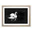 Swan - Picture Frame Graphic Art Print-56864575-56864580