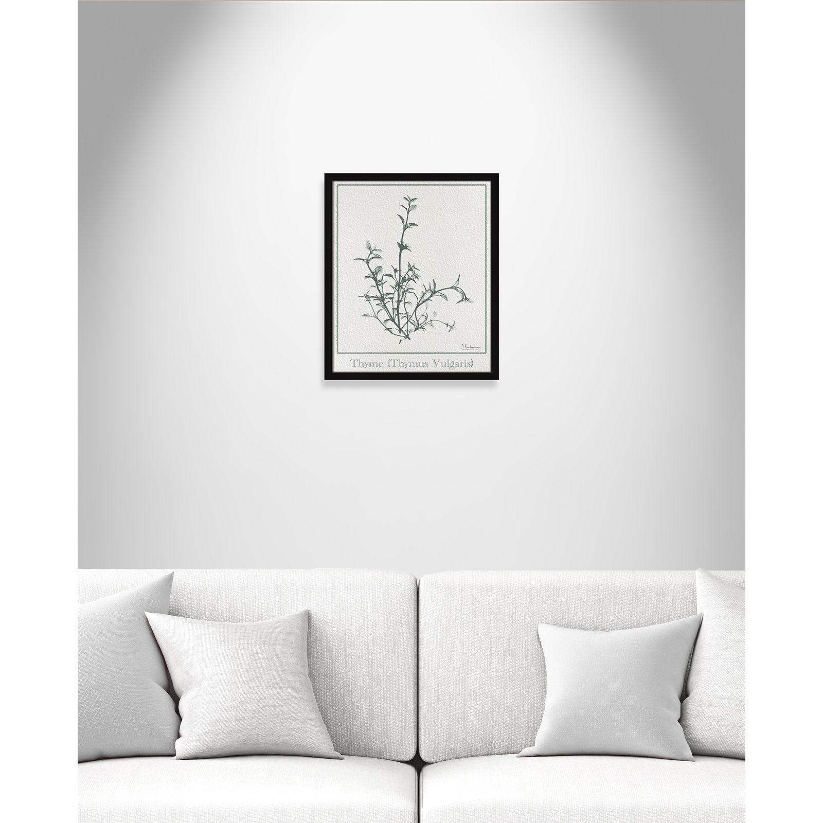 Thymus Vulgaris Framed On Paper by Albert Koetsier Print, 19" H x 16" W x 1.25" D, Satin Black Framed Paper