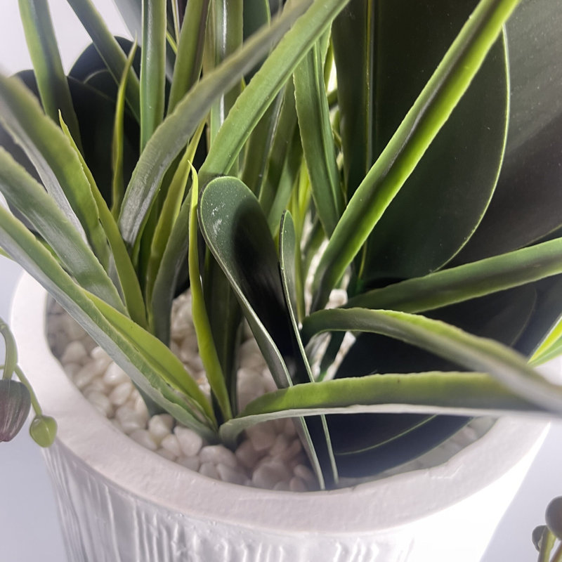 Anneus 150cm Plant