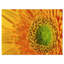 «Yellow Daisy Gerbera», gros plan - impression sur toile tendue-19240201