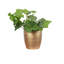 Live Green Ivy Plant in Classic Pot