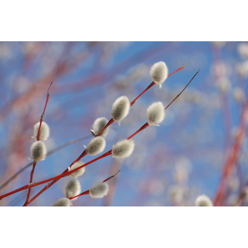 Pussy Willow by Mzh29 - Wrapped Canvas Print, 20cm H x 30cm W