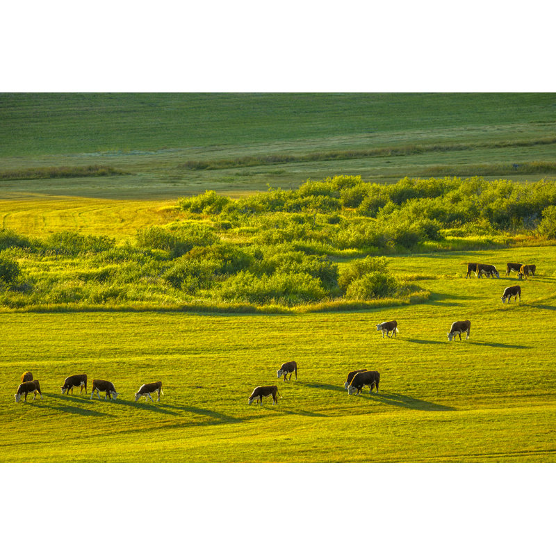 Alberta Canada Countryside by Don White - Wrapped Canvas Print, 61cm H x 91cm W