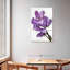 Fleurs de pois Harnek-108523065