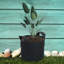 Aaren Pot Planter-1937205771