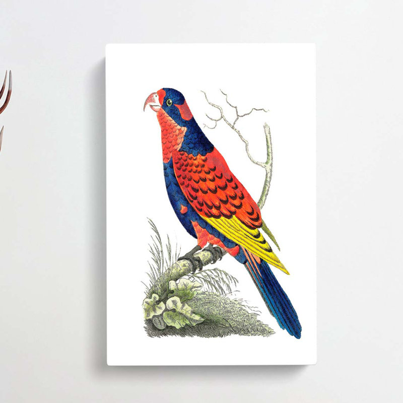 Indian Lory Bird by George Shaw - Wrapped Canvas, 60cm H x 40cm W x 3cm D