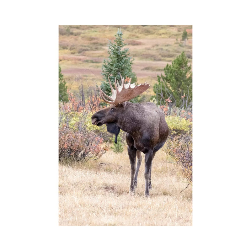 USA, Colorado, Cameron Pass. Bull Moose With Antlers. by Jaynes Gallery - Wrapped Canvas Gallery-Wrapped Canvas Giclée