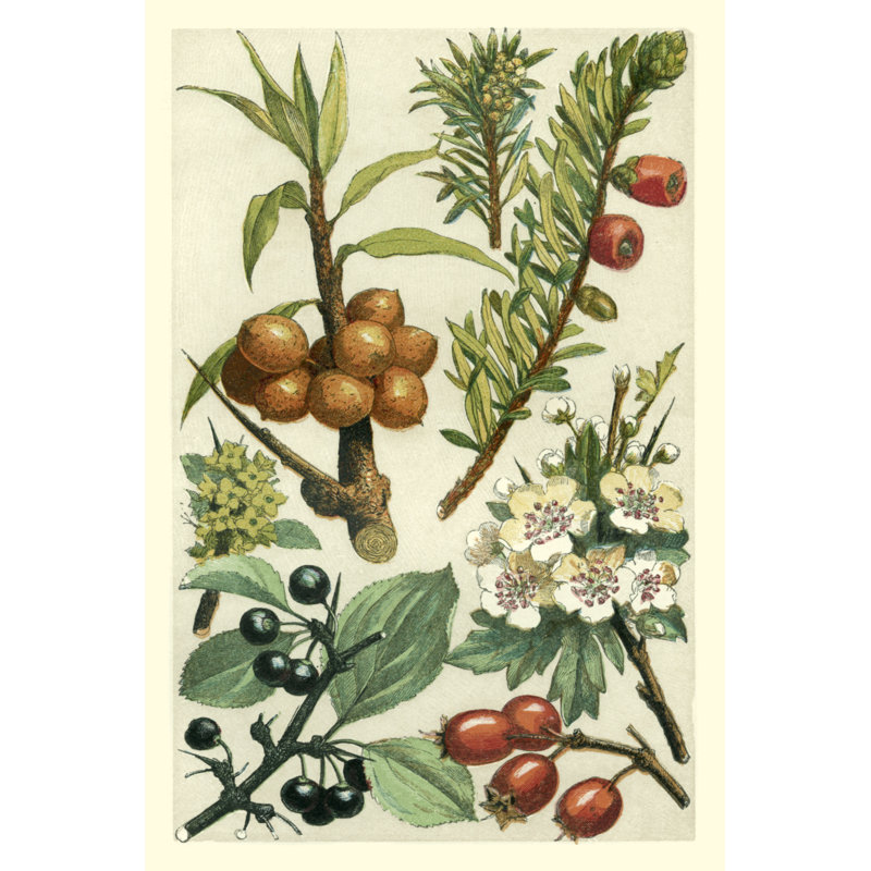 Fruits And Foliage III by Vision Studio - Wrapped Canvas Painting, 46cm H x 30cm W x 3.8cm D