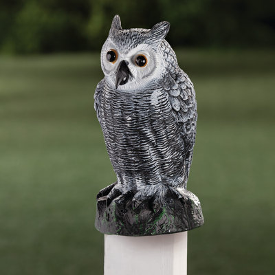Capteur hibou