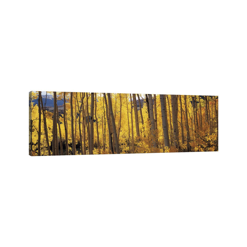 Aspen Trees In Autumn, Colorado, Usa #2 by Panoramic Images - Wrapped Canvas Print, 152.4 cm H x 50.8 cm W x 3.175 cm D