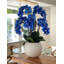 Phalaenopsis Orchid Floral Arrangement in Pot-1766237180