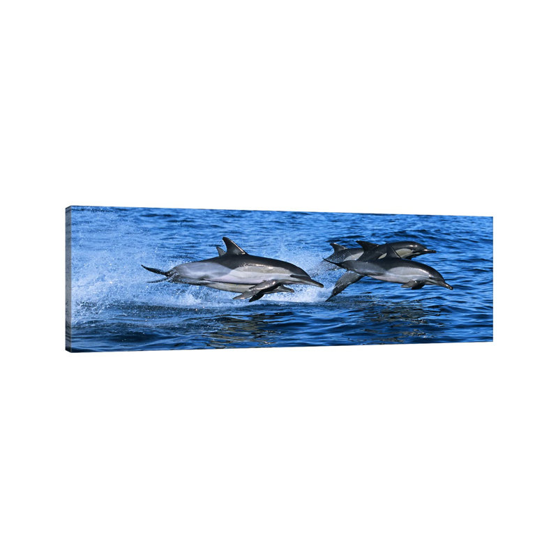 Common Dolphins Breaching In The Sea #2 - Wrapped Canvas Panoramic Print, 121.92 cm H x 40.64 cm W x 1.91 cm D