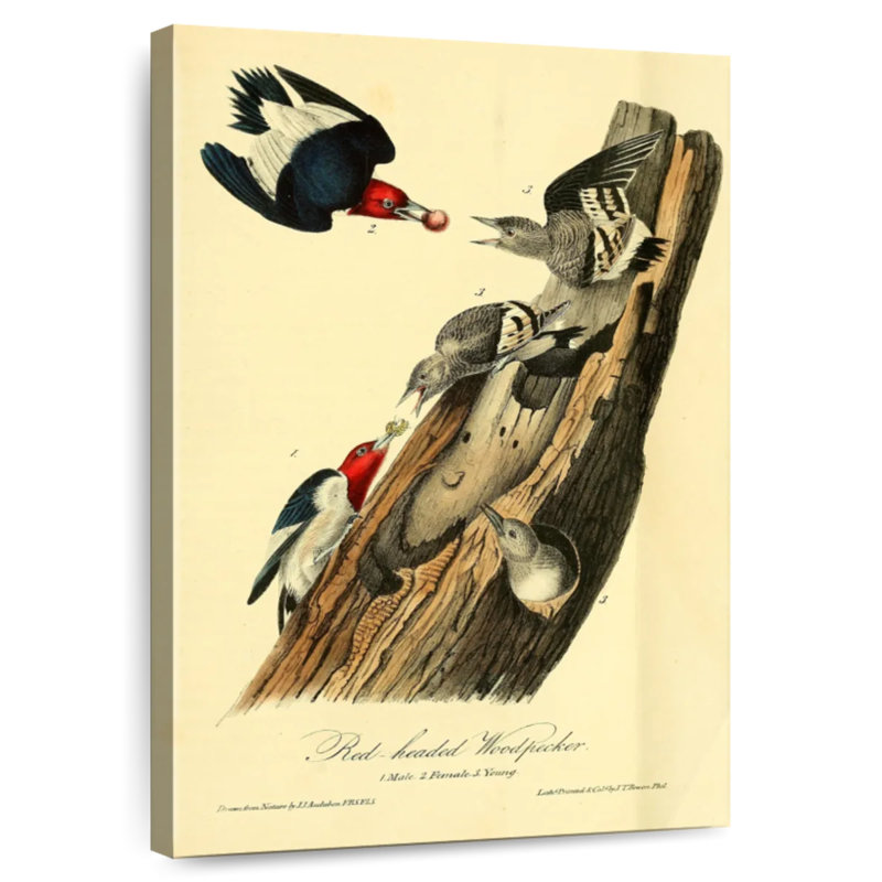 Pic à tête rouge Brampt d'oiseaux d'Amérique, H 24 po x l 16 po