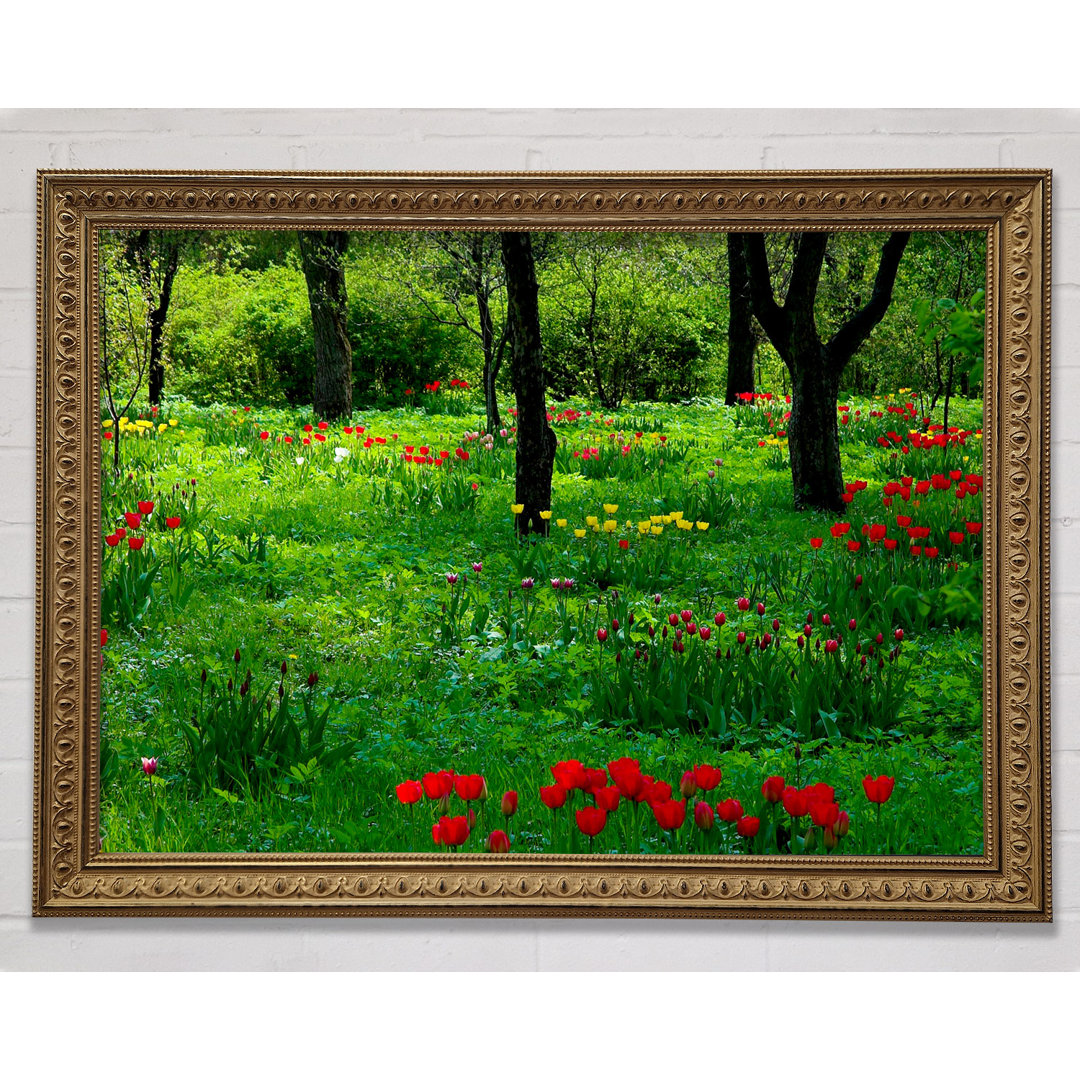 Tulpe Woodland - Druck