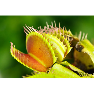 " Venus Flytrap In Closeup "