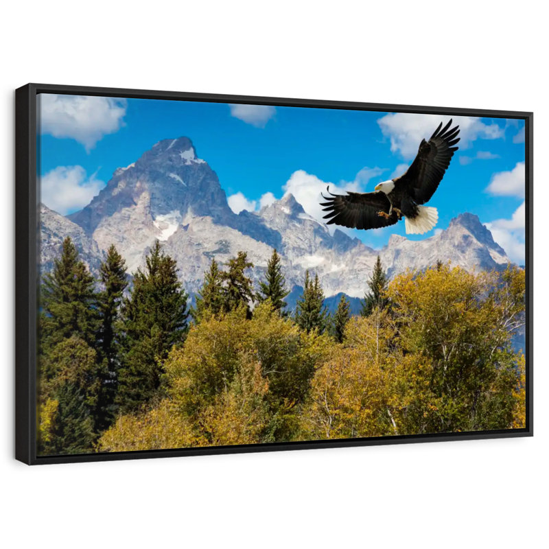 Grand Teton Eagle, Floating Frame Black, 43" X 29"