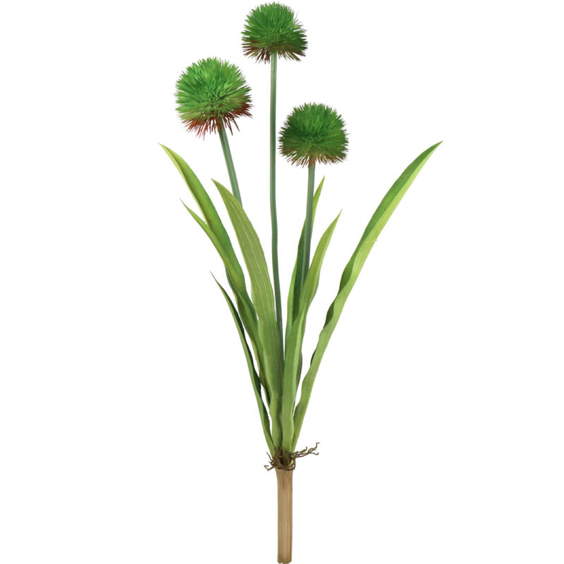 Schreiber Allium Plant