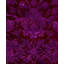 Overdyed Hand-Knotted Wool Modern-Contemporary Purple Runner 2' 7" x 7' 0"