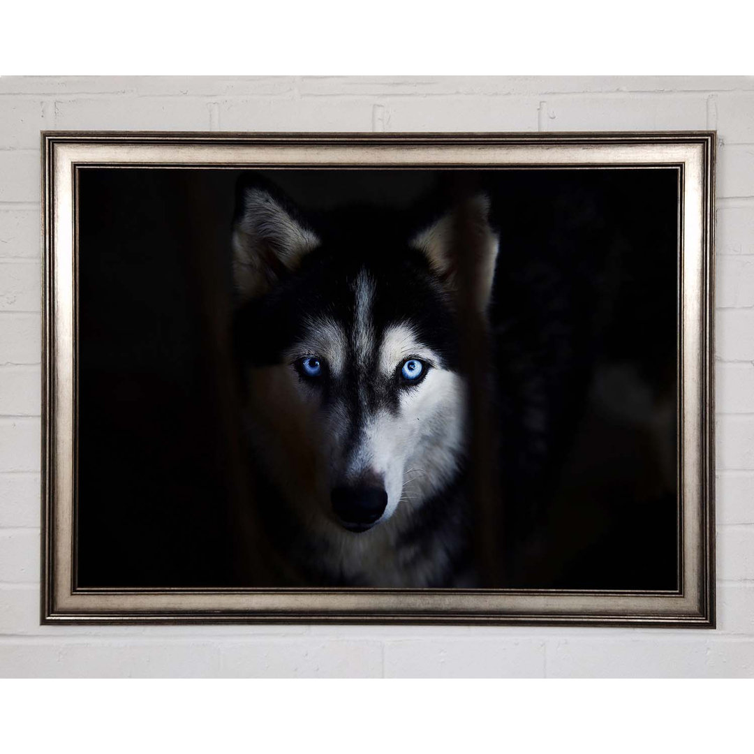 Bodalla Husky Hund Wolfsgesicht Gerahmter Druck Wandkunst