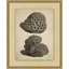 Sepia Sealife 4 Framed Drawing Print