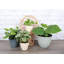 Live Chinese Money Plant, Pilea Peperomoides in Biodegradable Pot-59181666
